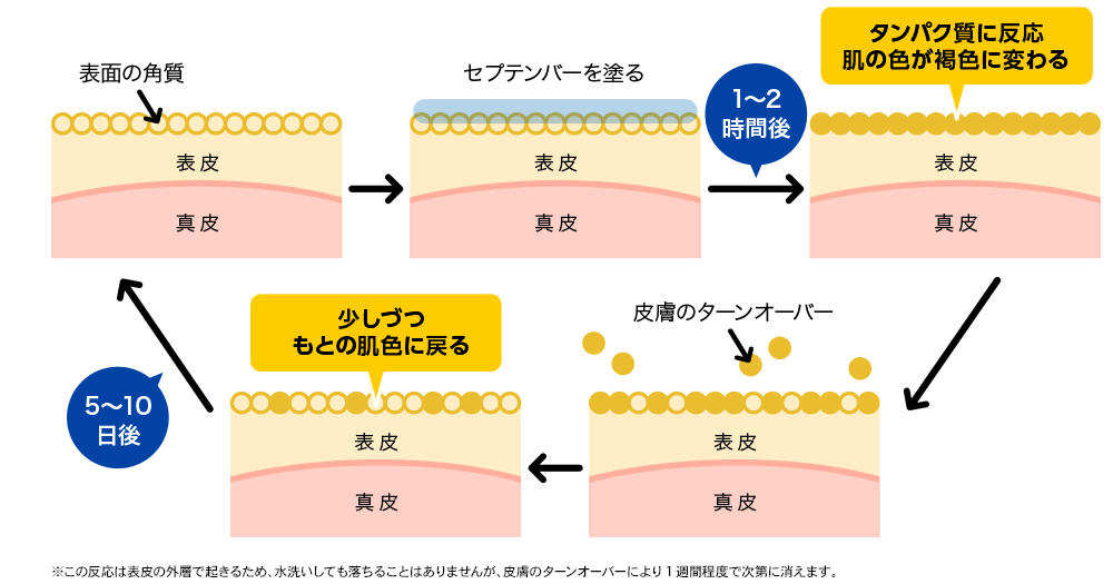 皮膚のターンオーバー